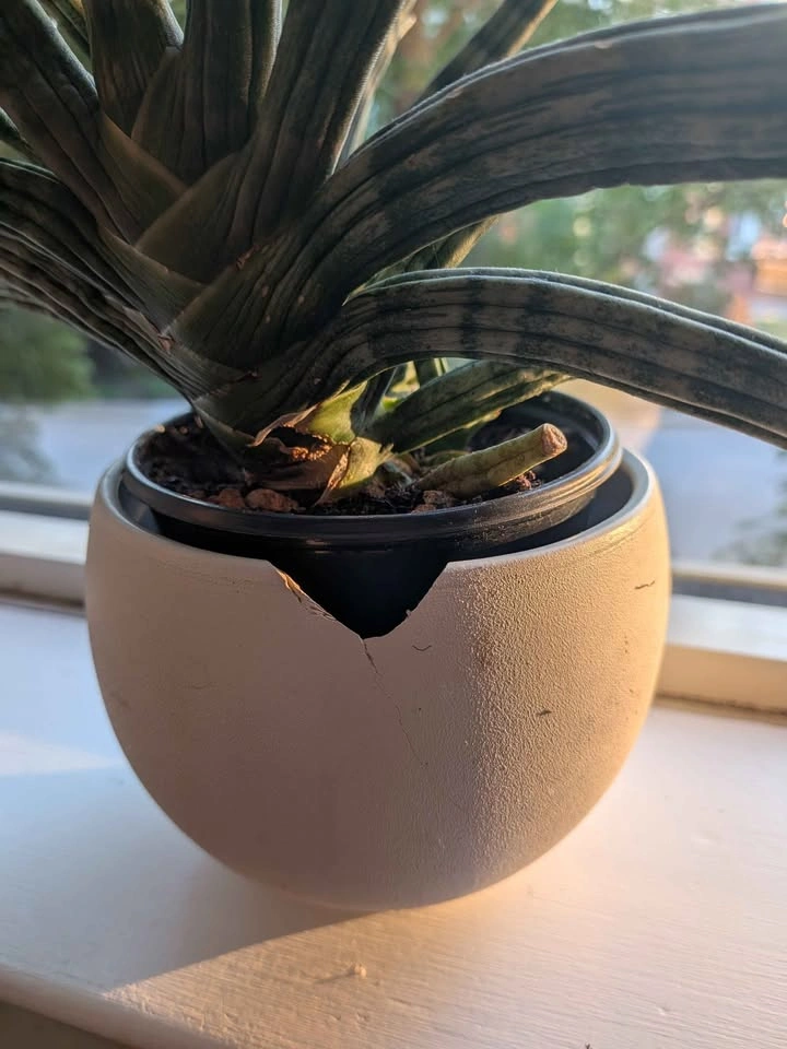 Sansevieria Cylindrica Snake Plant - photo 3