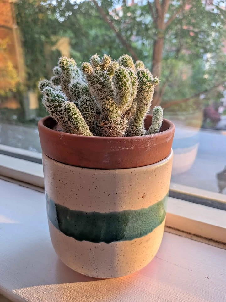 Thimble Cactus in Ceramic Pot