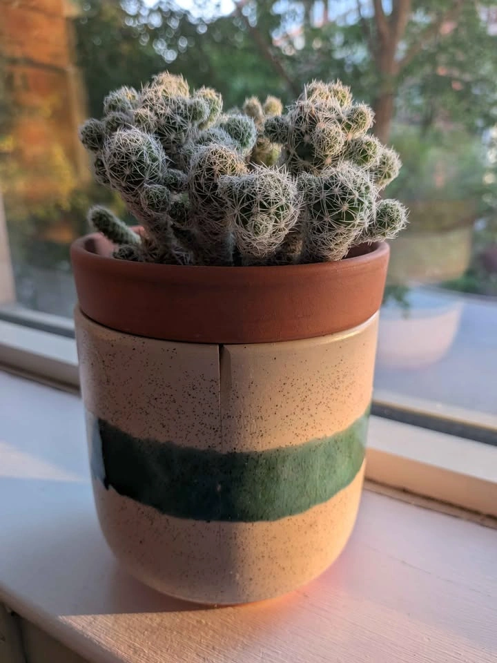 Thimble Cactus in Ceramic Pot - photo 2