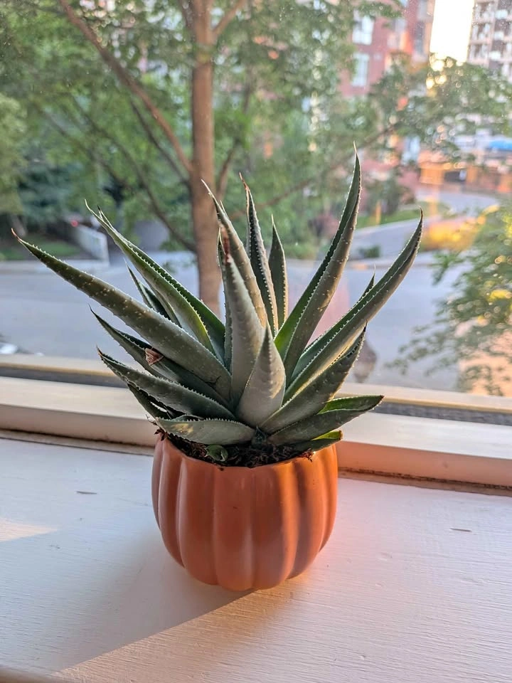 Succulent in Orange Pot