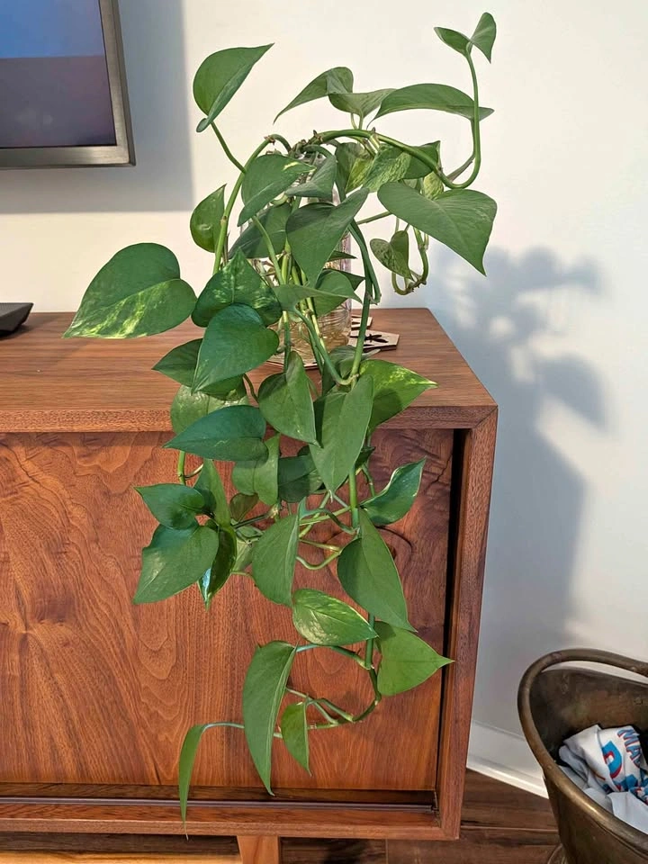 Pothos - Rooted