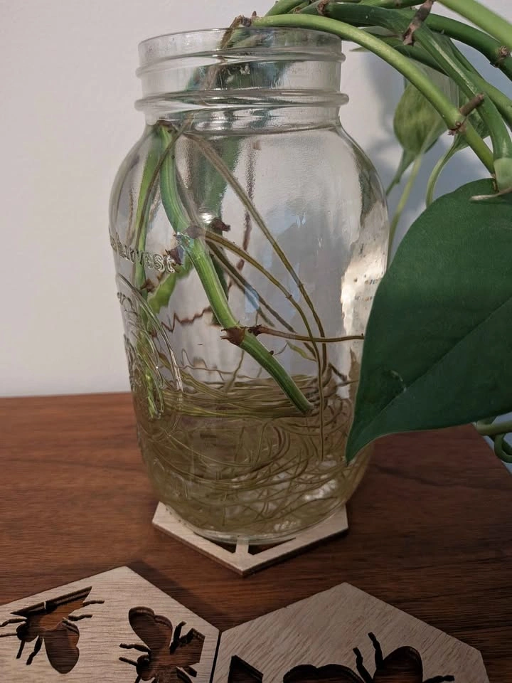 Pothos - Rooted - photo 2