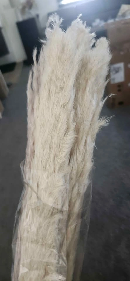 Stems natural pampas grass decor - photo 3