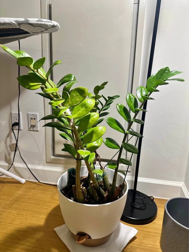 Real indoor plant (ZZ) with white planter pot and soil mix