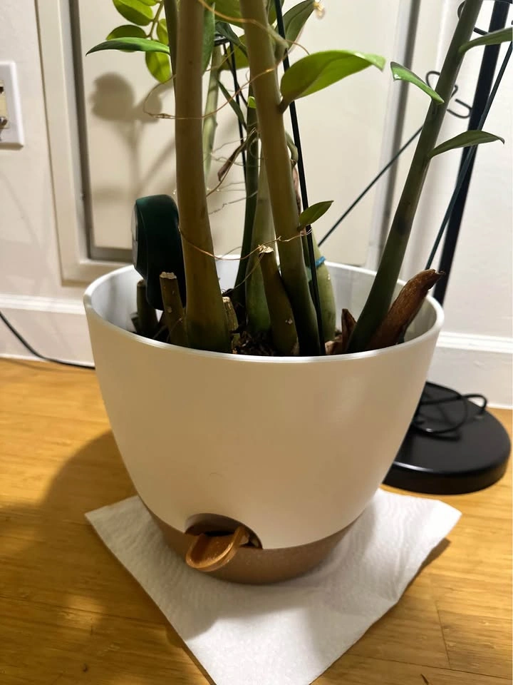 Real indoor plant (ZZ) with white planter pot and soil mix - photo 2