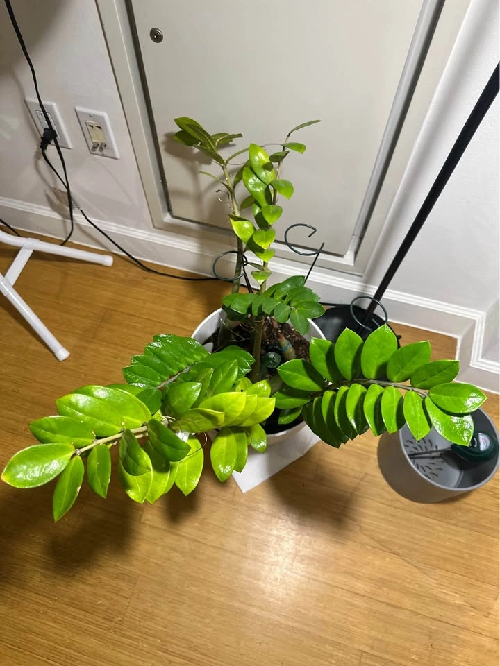 Real indoor plant (ZZ) with white planter pot and soil mix - photo 3