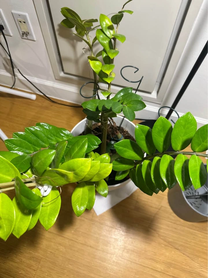 Real indoor plant (ZZ) with white planter pot and soil mix - photo 4