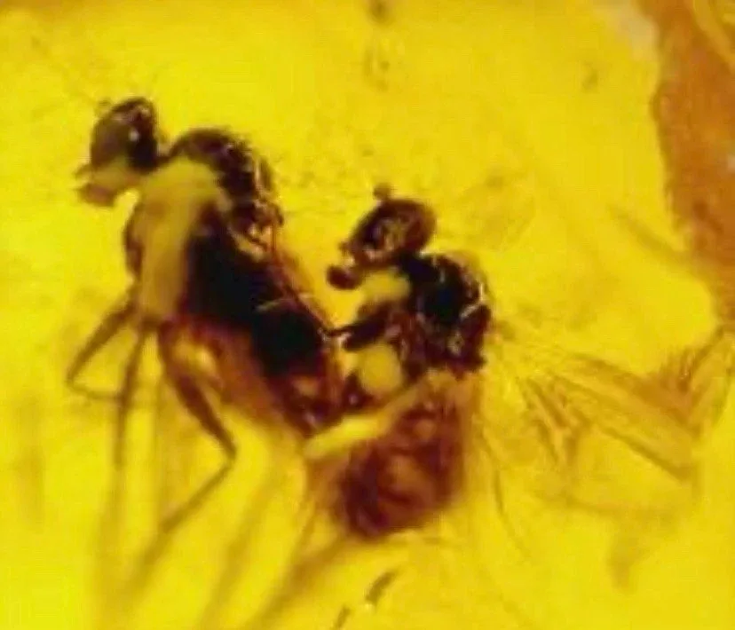 Rare Fossil Insect Inclusion in Amber - photo 2