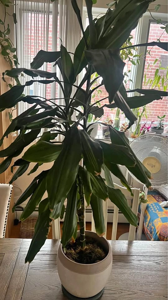 Dracaena plant
