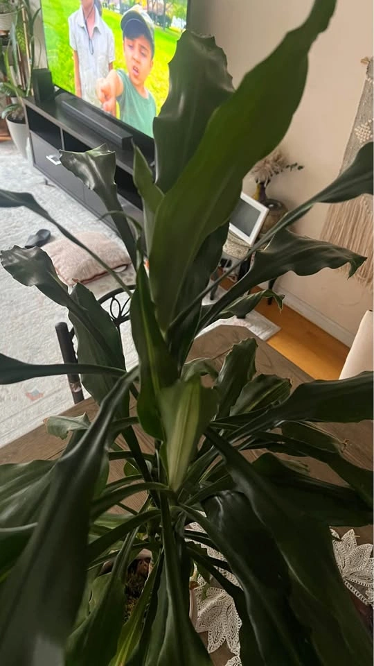 Dracaena plant - photo 2