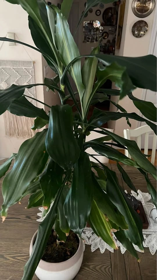 Dracaena plant - photo 3
