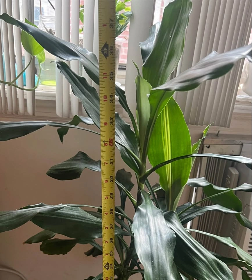 Dracaena plant - photo 4