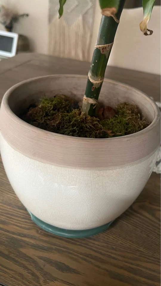Dracaena plant - photo 5