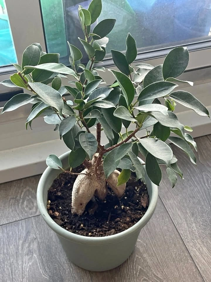 Ginseng Ficus Bonsai