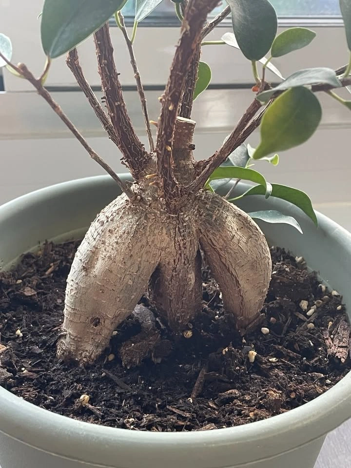 Ginseng Ficus Bonsai - photo 2