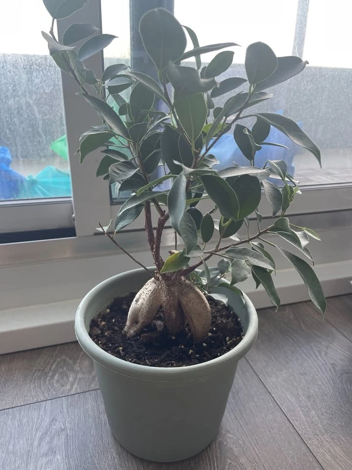 Ginseng Ficus Bonsai - photo 3