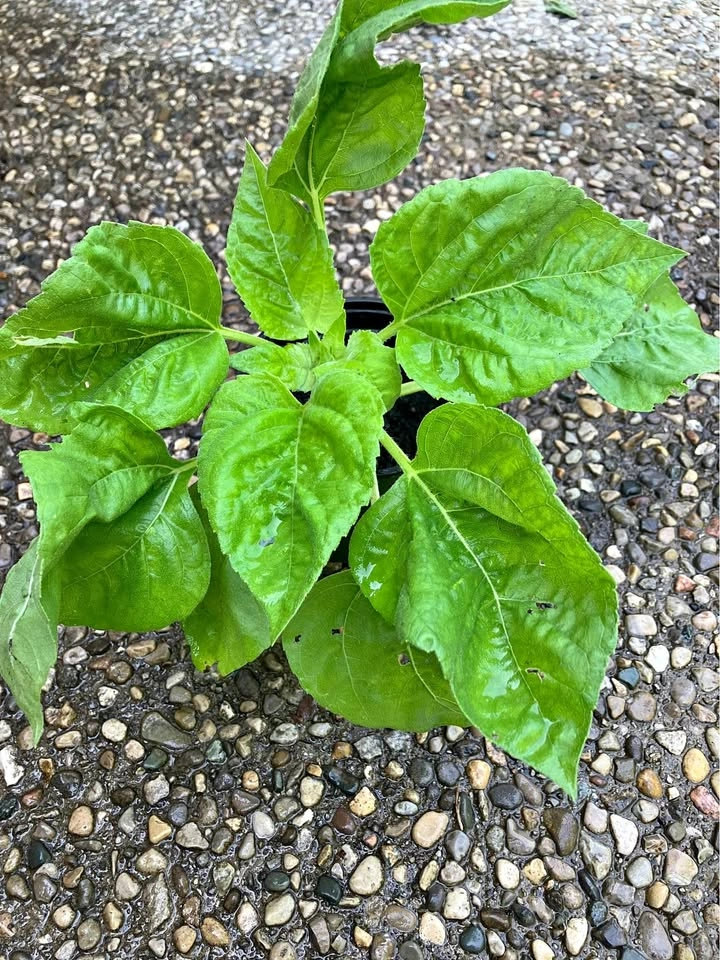 🌻 Teddy Sunflower Annual Plant@Mississauga