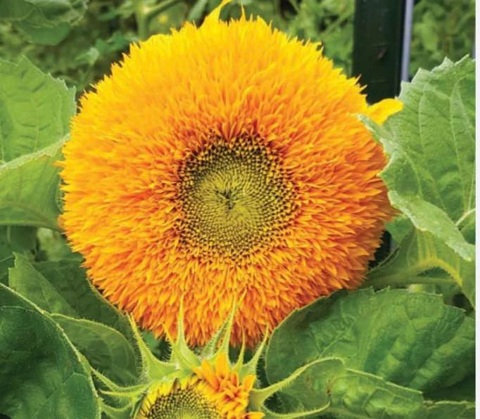 🌻 Teddy Sunflower Annual Plant@Mississauga - photo 2