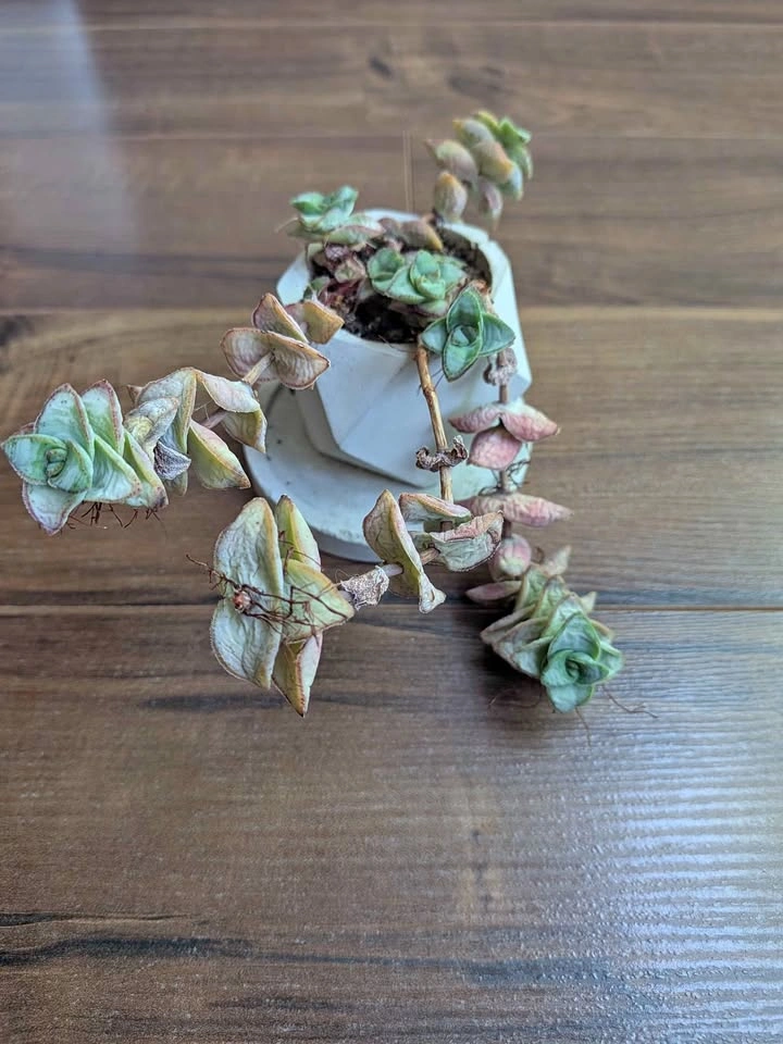 Crassula Perforata String of Buttons in Geometric Planter