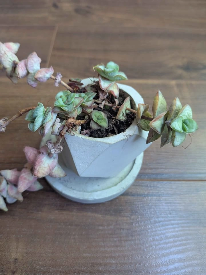 Crassula Perforata String of Buttons in Geometric Planter - photo 2
