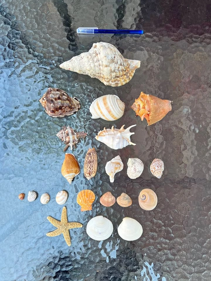 Sea Shells, Mixed Real Natural Brain Coral, Conch Ocean Beach Cr