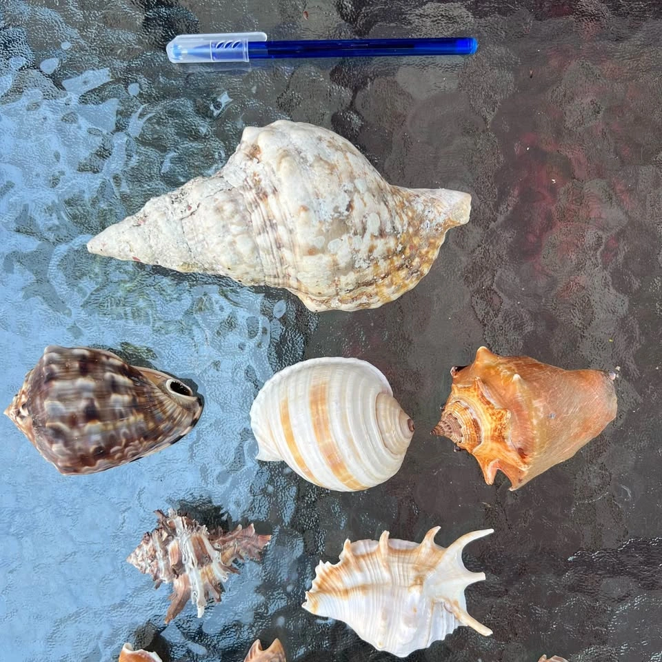 Sea Shells, Mixed Real Natural Brain Coral, Conch Ocean Beach Cr - photo 2