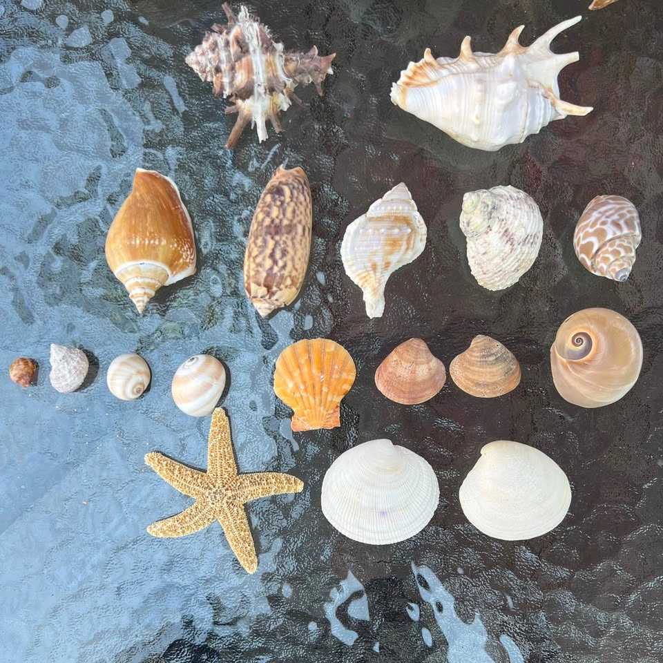Sea Shells, Mixed Real Natural Brain Coral, Conch Ocean Beach Cr - photo 3
