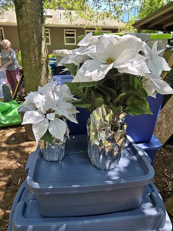 Set of White Poinsettia