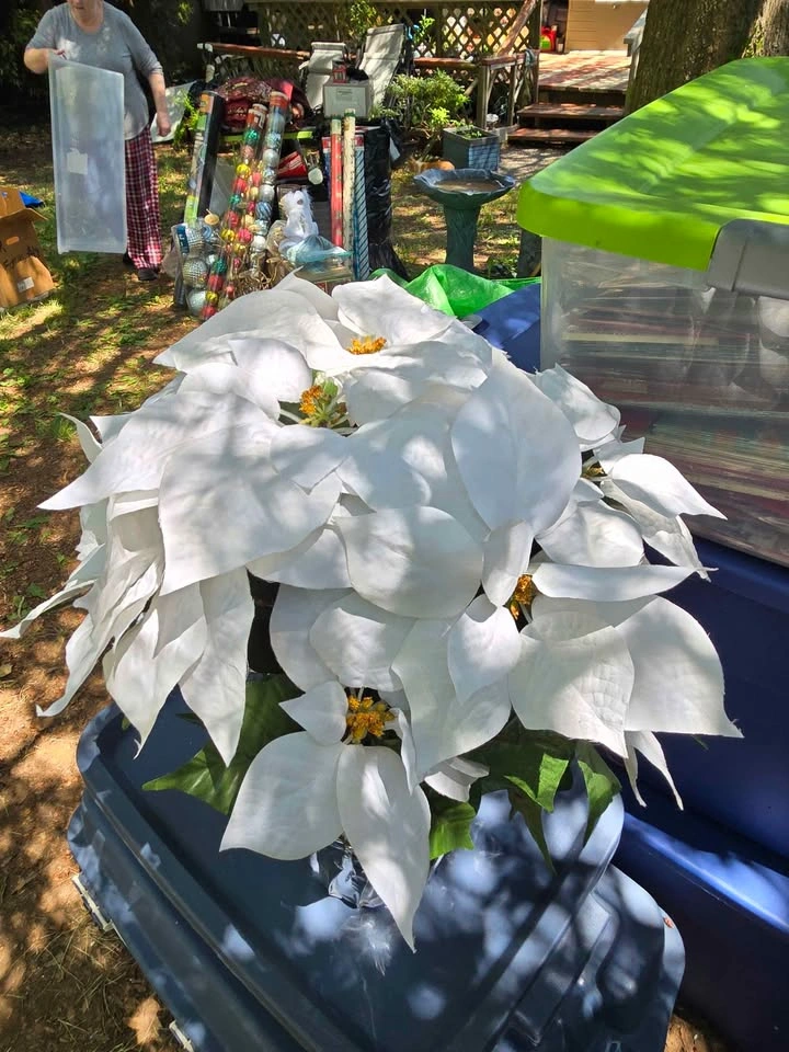 Set of White Poinsettia - photo 2