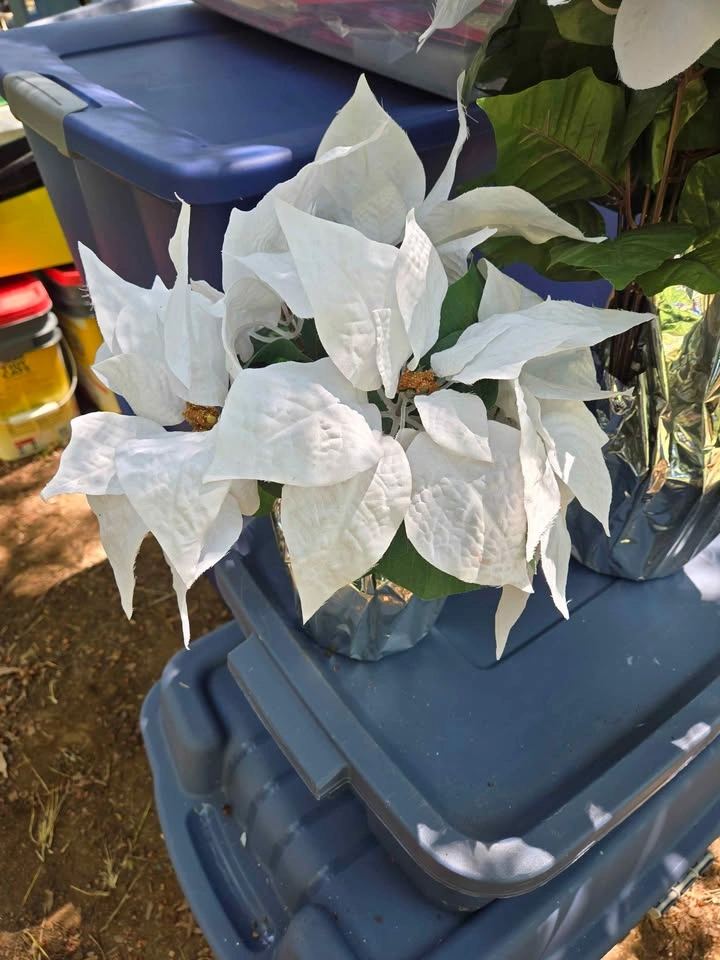 Set of White Poinsettia - photo 3