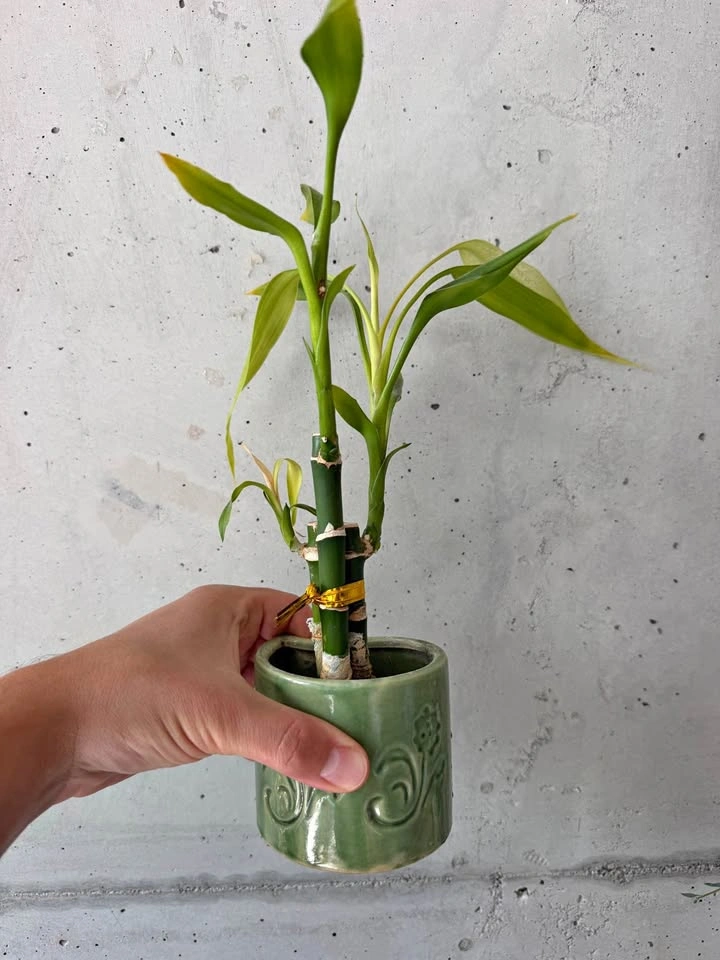 Lucky Bamboo in Green Ceramic Pot