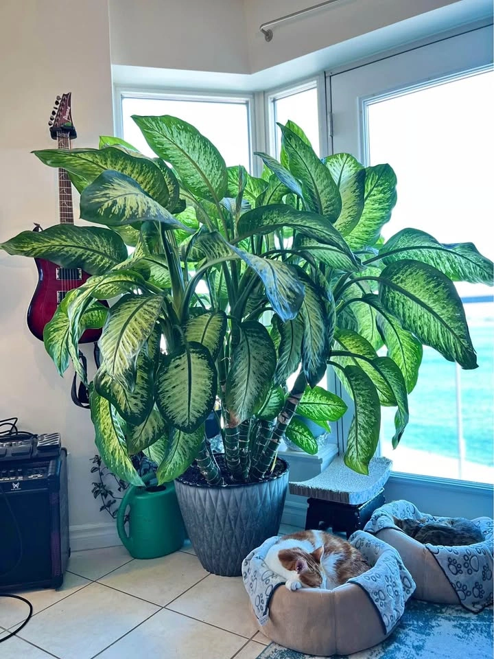 Dieffenbachia/Dumb Cane Cuttings