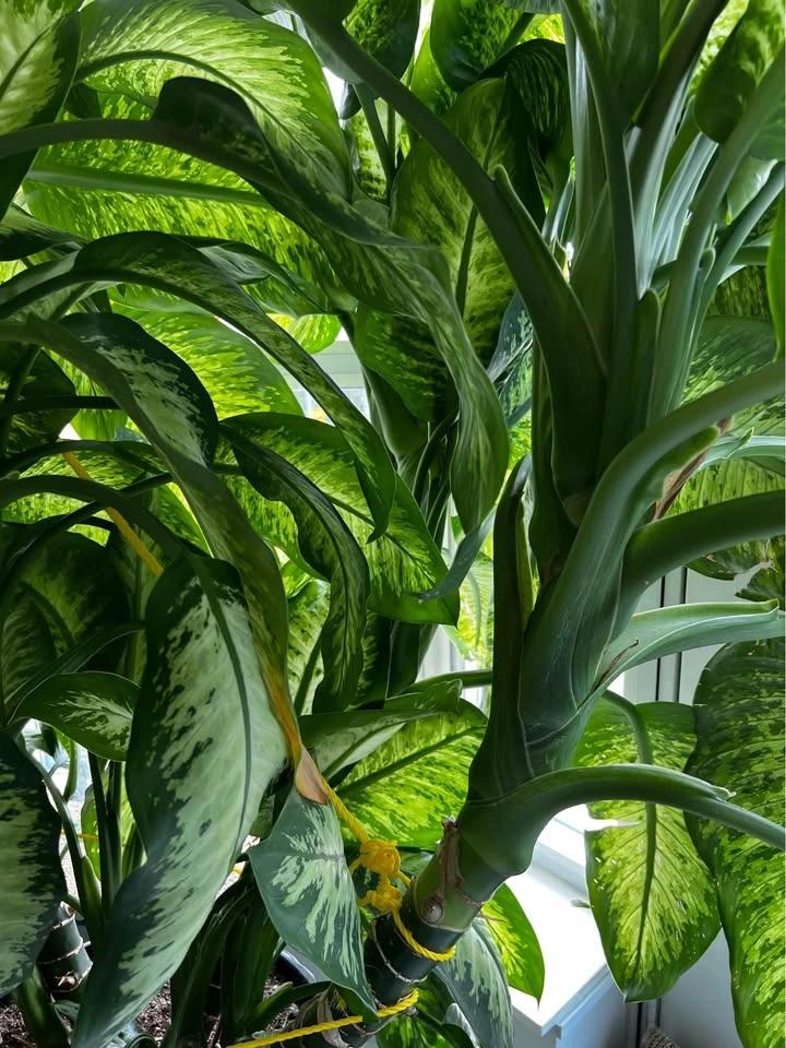 Dieffenbachia/Dumb Cane Cuttings - photo 2