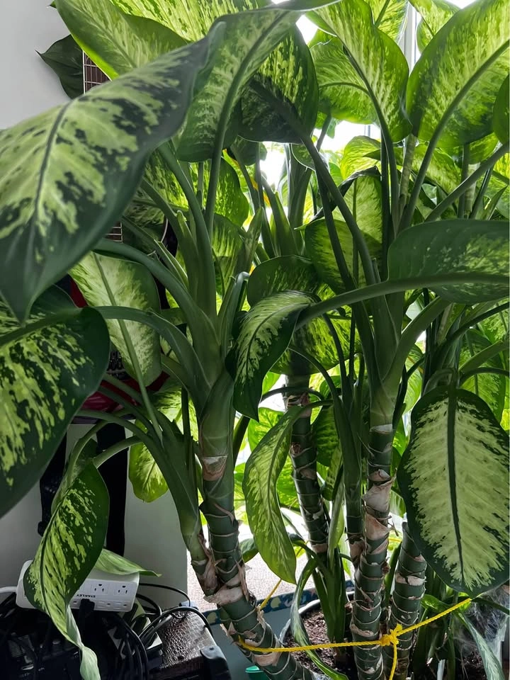 Dieffenbachia/Dumb Cane Cuttings - photo 3