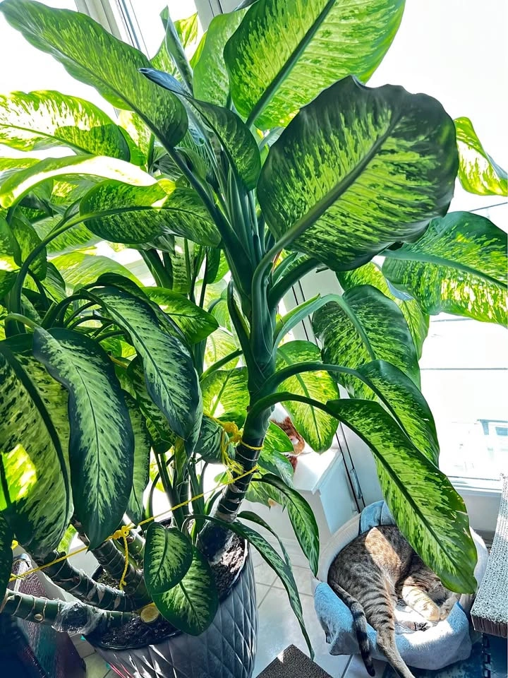 Dumb cane / Dieffenbachia cuttings