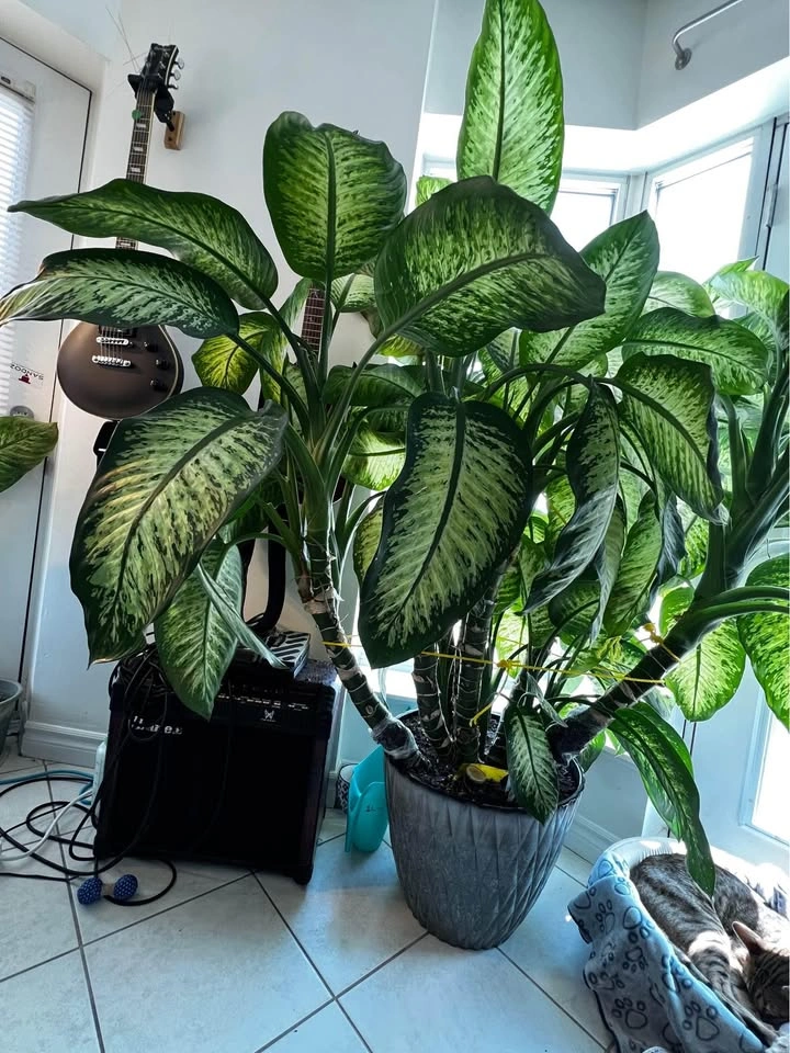 Dumb cane / Dieffenbachia cuttings - photo 2
