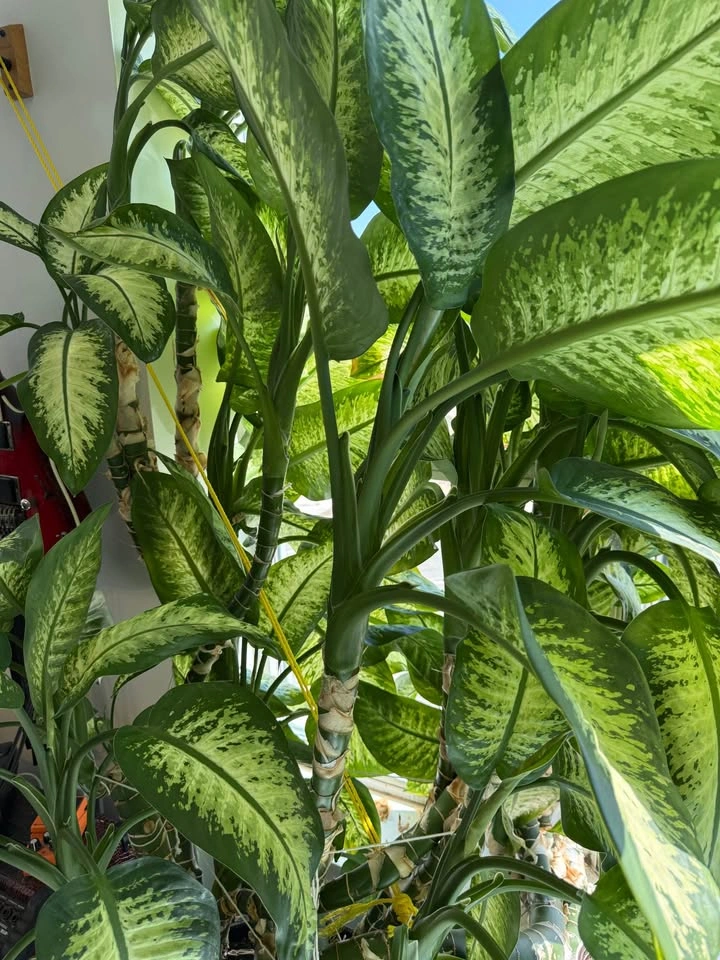 Dumb cane / Dieffenbachia cuttings - photo 3