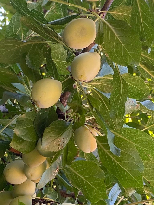 Green Gage plum plant