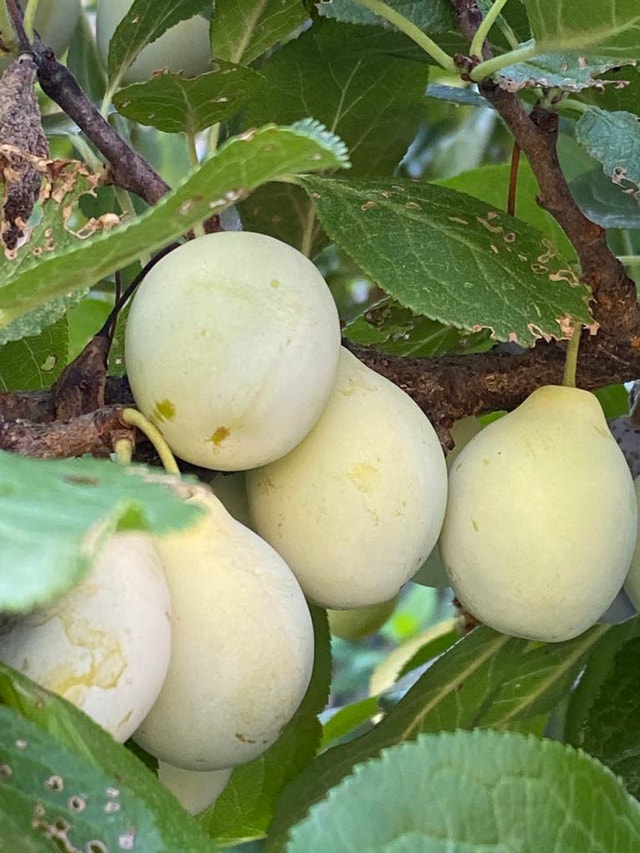 Green Gage plum plant - photo 2