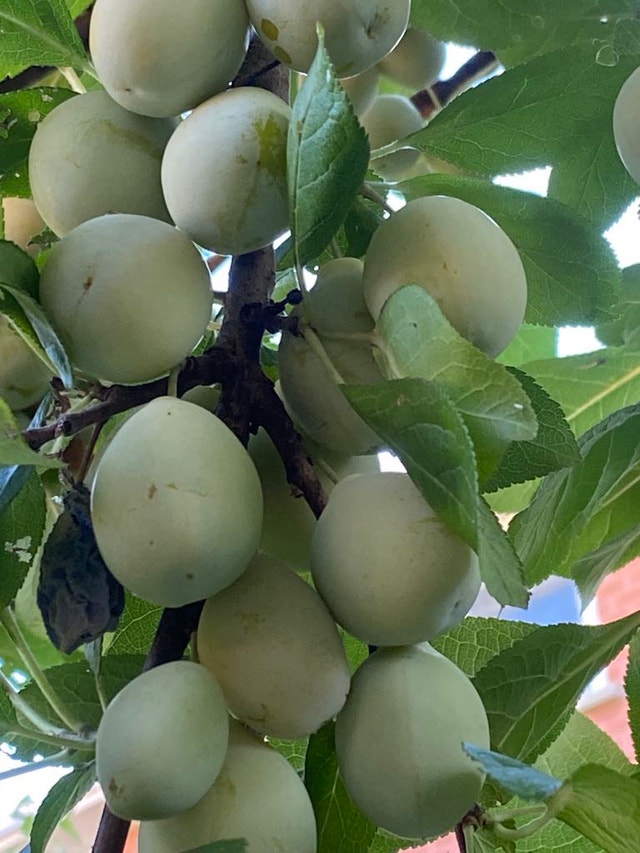 Green Gage plum plant - photo 3