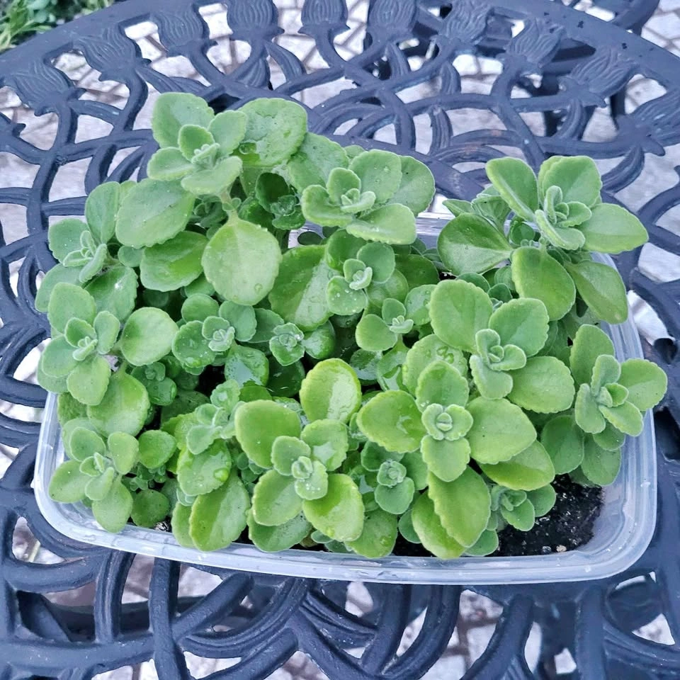 Mexican Mint Cuban Oregano Plant