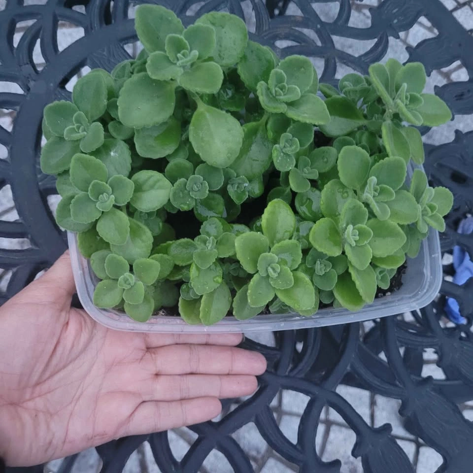 Mexican Mint Cuban Oregano Plant - photo 2