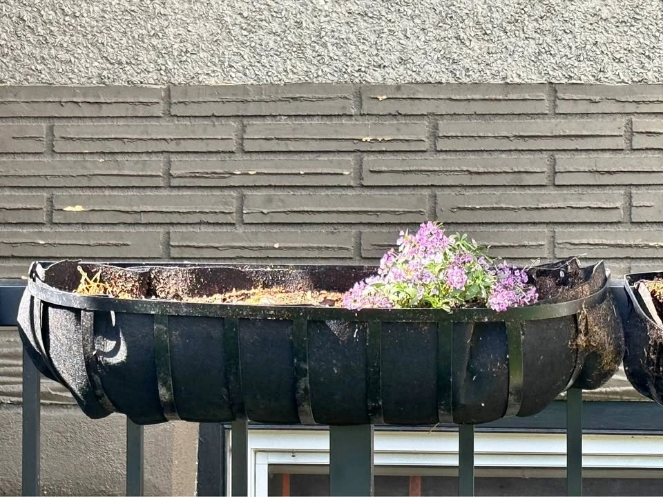 6 Hanging Baskets