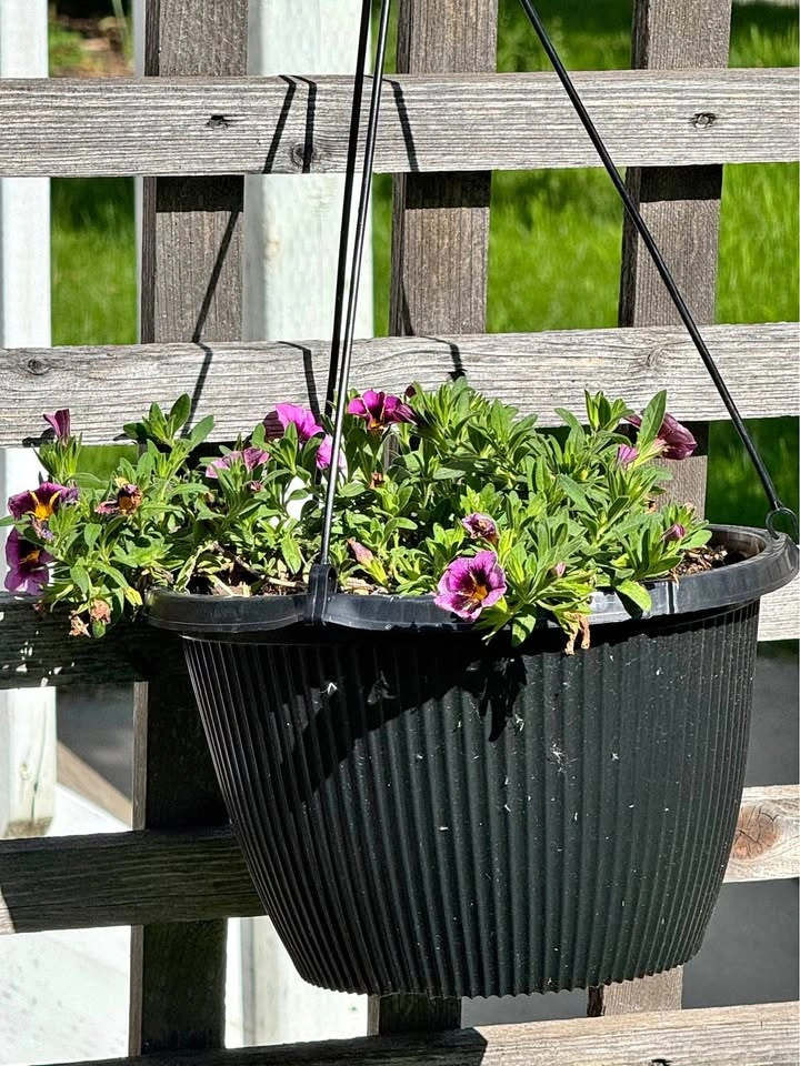 Hanging plant pots