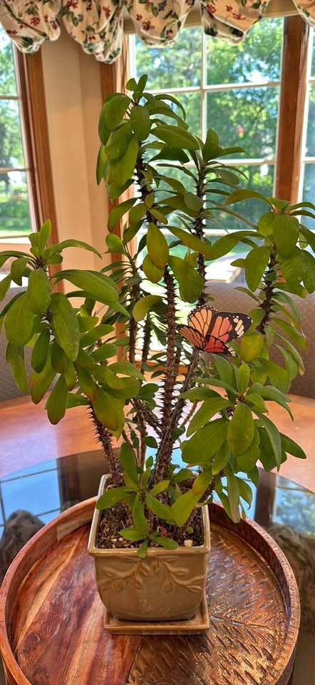 Crown of Thorns (Euphorbia milii) in Decorative Ceramic Planter