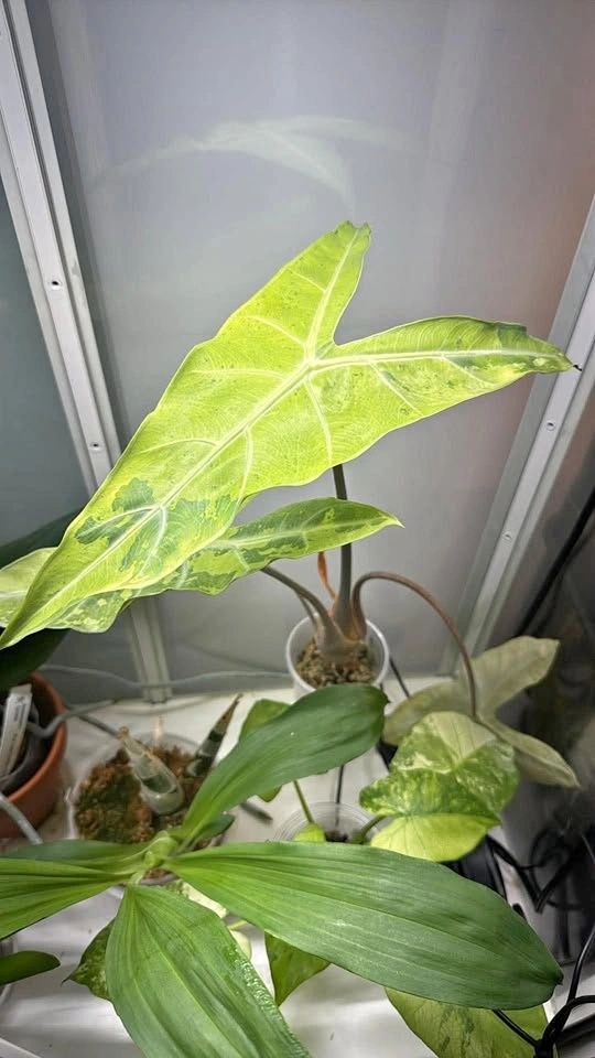 Alocasia longiloba green on green mama plant
