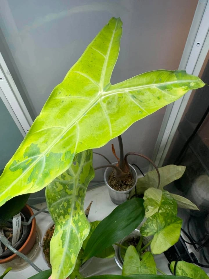 Alocasia longiloba green on green mama plant - photo 4