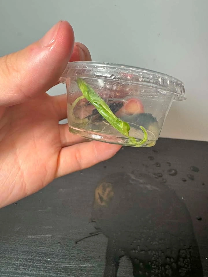 Alocasia marble (corm grown in water)