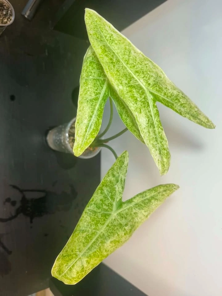 Alocasia marble (corm grown in water) - photo 2