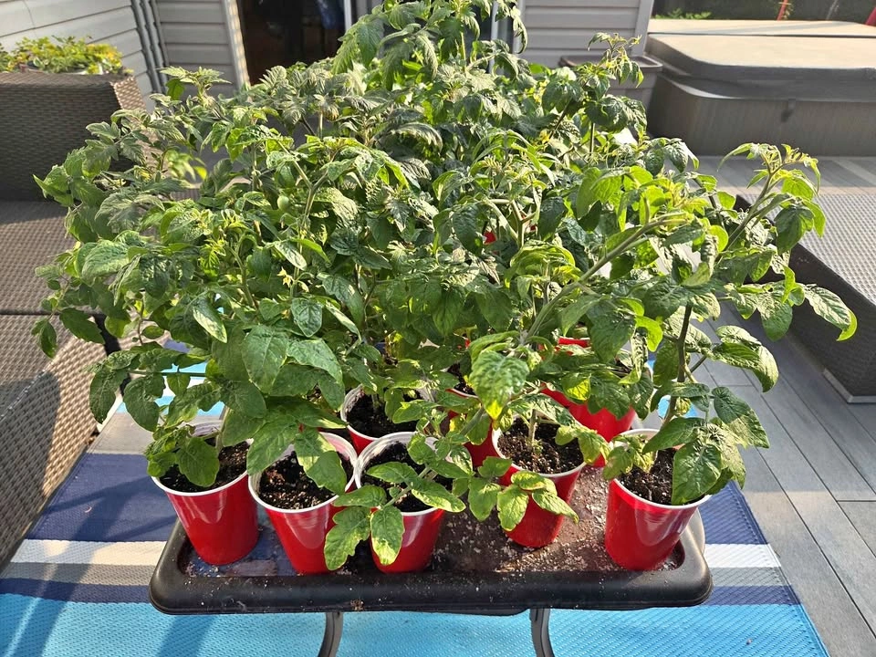 Tomatoes, peppers & veg! 4 for $10